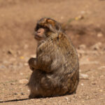 Barbary Macaque (image by Diedert Koppenol)