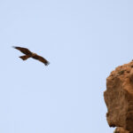 Black Kite (image by Diedert Koppenol)
