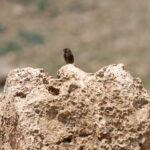 Black Wheatear (image by Diedert Koppenol)