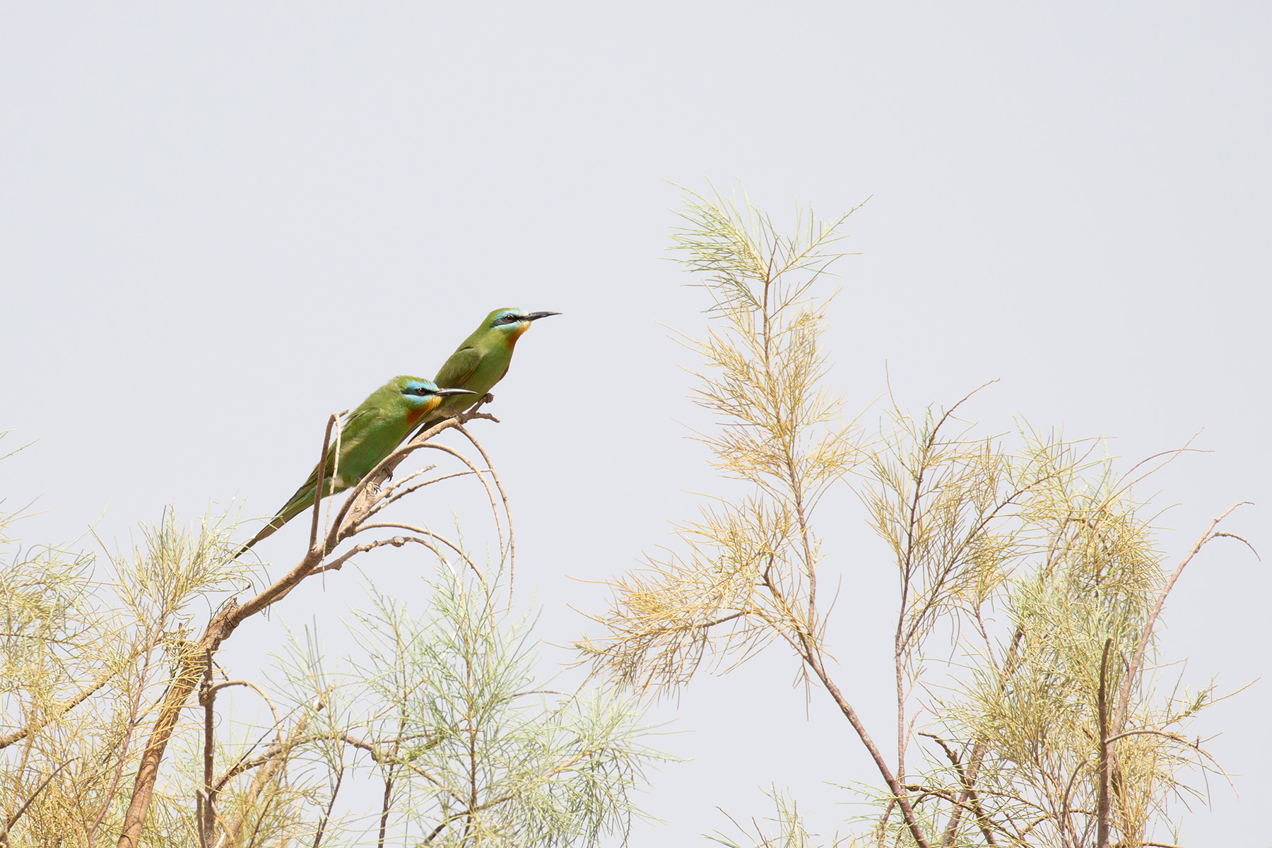 Blue-cheeked Bee-eaters (image by Diedert Koppenol)