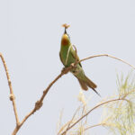 Blue-cheeked Bee-eater (image by Diedert Koppenol)