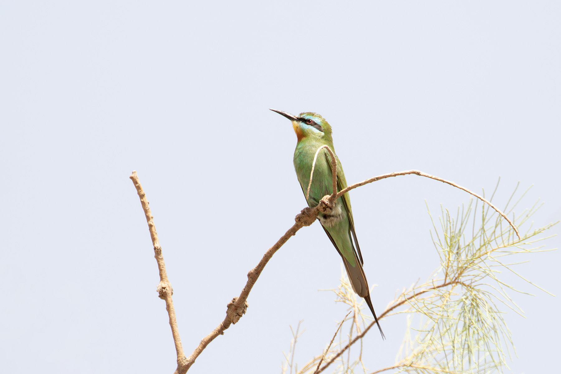 Blue-cheeked Bee-eater (image by Diedert Koppenol)