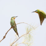Blue-cheeked Bee-eaters (image by Diedert Koppenol)