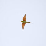 Blue-cheeked Bee-eater (image by Diedert Koppenol)
