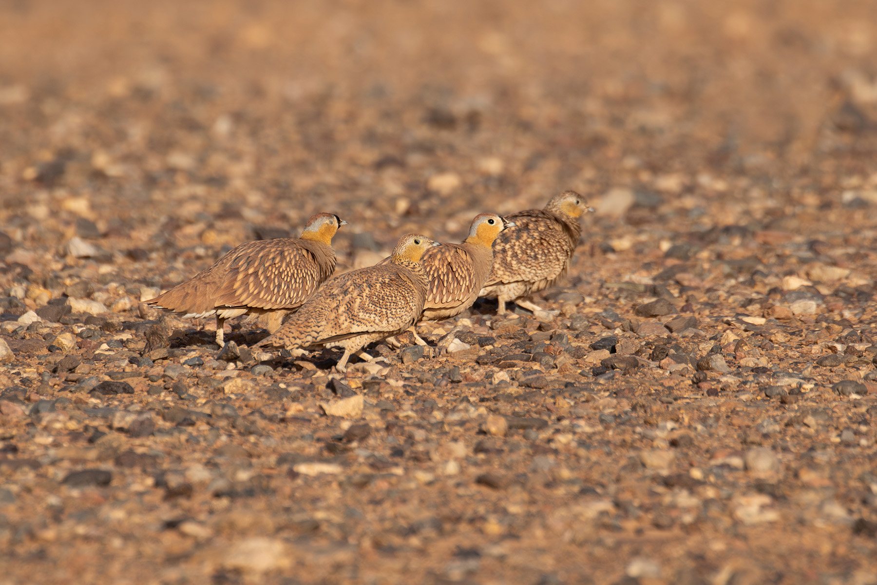 Crowned Sandgrouse (image by Diedert Koppenol)