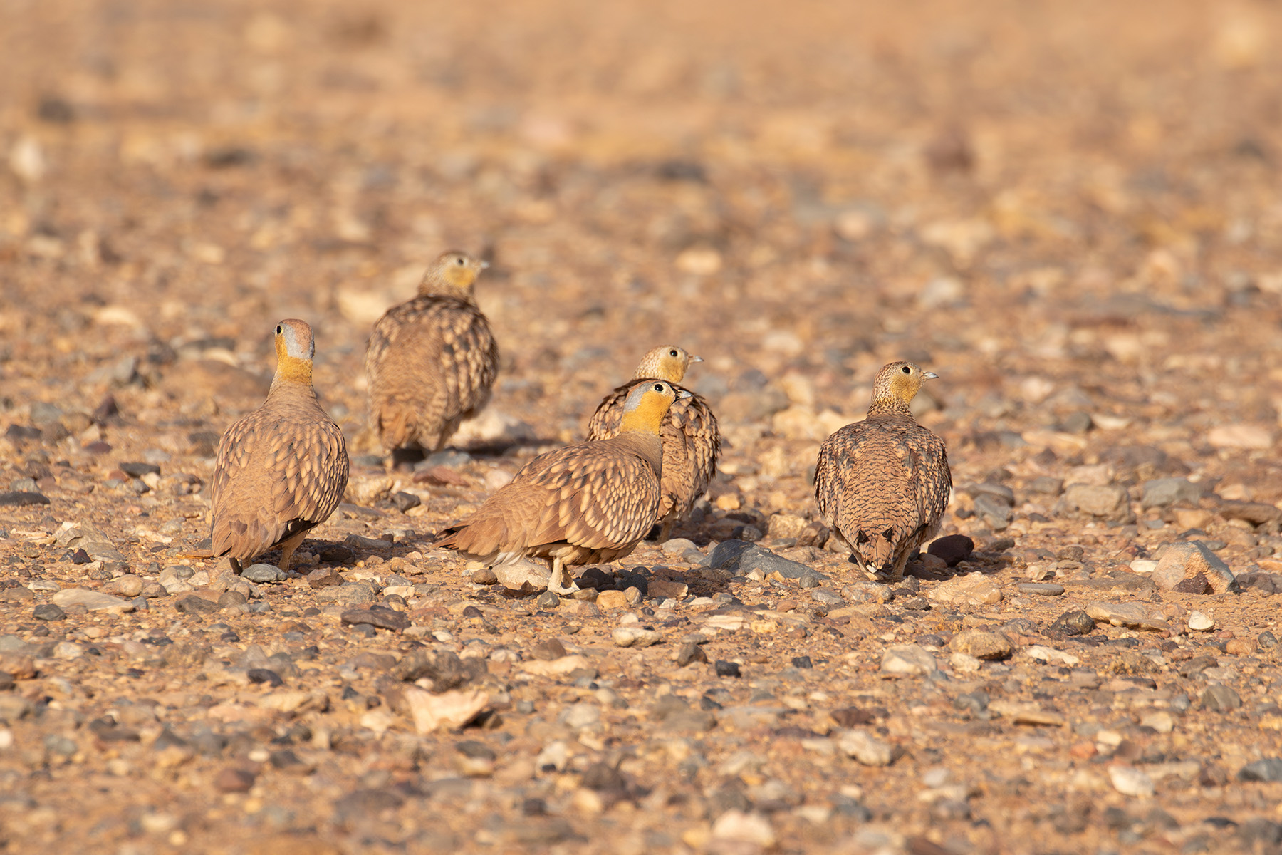 Crowned Sandgrouse (image by Diedert Koppenol)