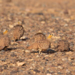Crowned Sandgrouse (image by Diedert Koppenol)