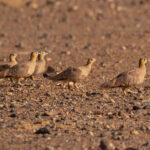 Crowned Sandgrouse (image by Diedert Koppenol)