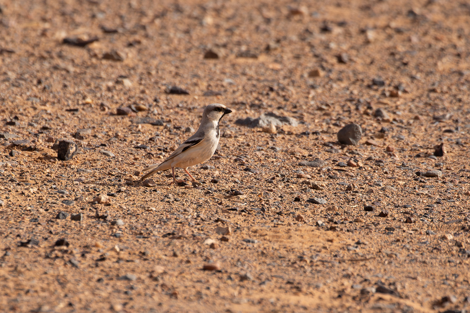 male Desert Sparrow (image by Diedert Koppenol)