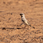 male Desert Sparrow (image by Diedert Koppenol)