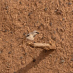 male Desert Sparrow (image by Diedert Koppenol)