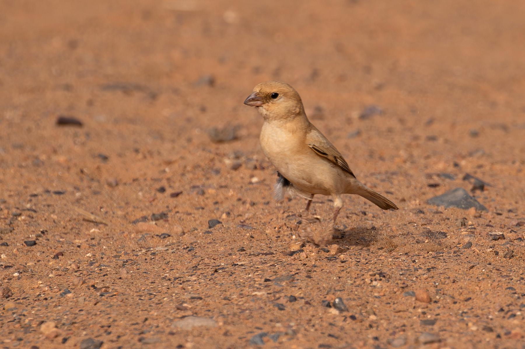 female Desert Sparrow (image by Diedert Koppenol)
