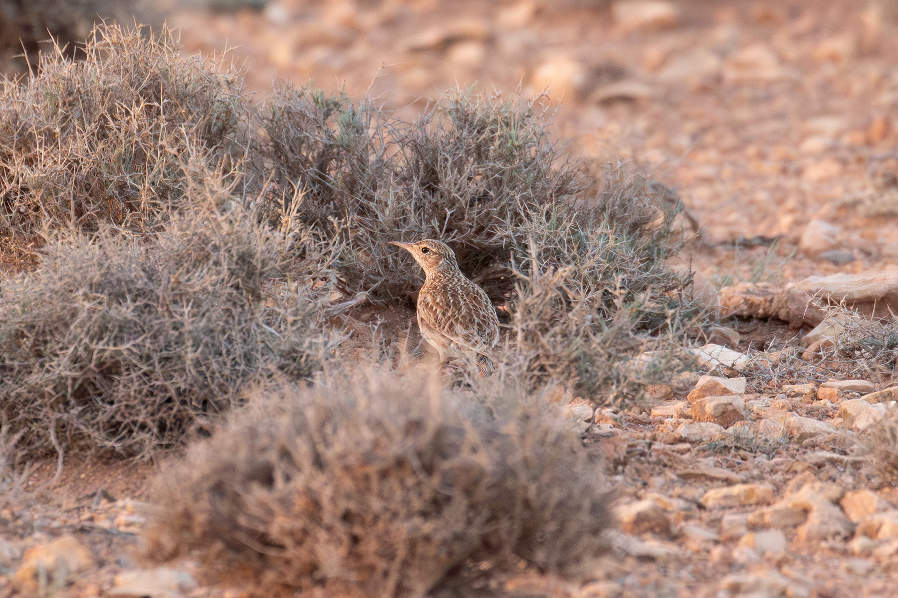 Dupont's Lark (image by Diedert Koppenol)