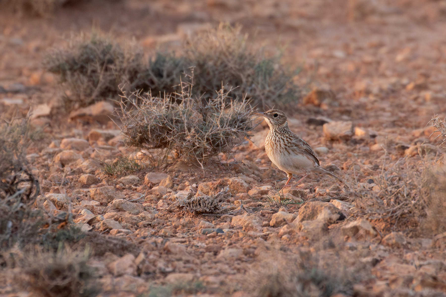 Dupont's Lark (image by Diedert Koppenol)