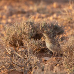 Dupont's Lark (image by Diedert Koppenol)