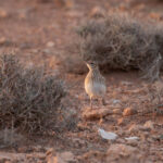 Dupont's Lark (image by Diedert Koppenol)