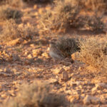 Dupont's Lark (image by Diedert Koppenol)