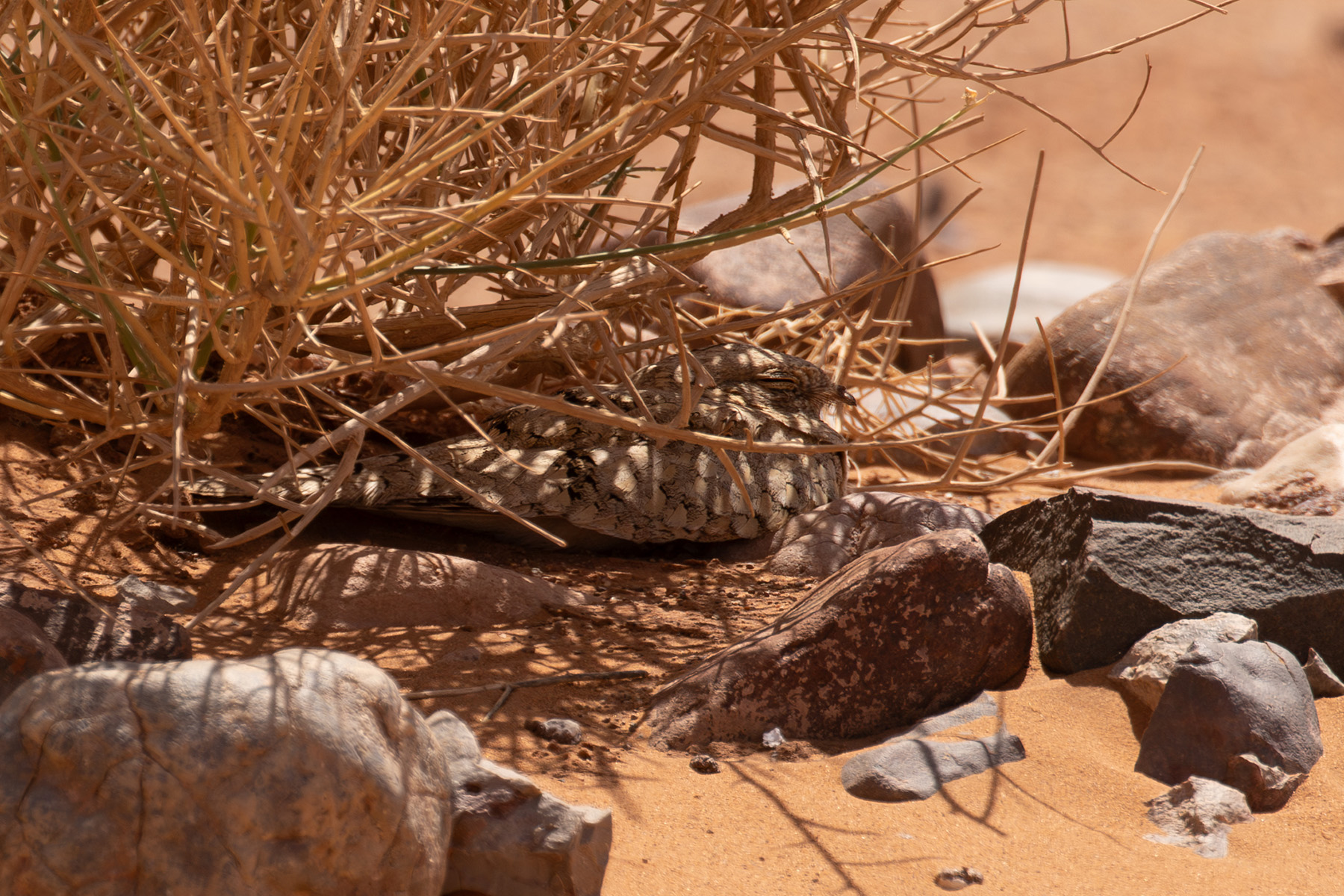 Egyptian Nightjar (image by Diedert Koppenol)