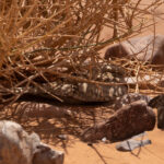 Egyptian Nightjar (image by Diedert Koppenol)