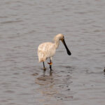 Eurasian Spoonbill (image by Diedert Koppenol)