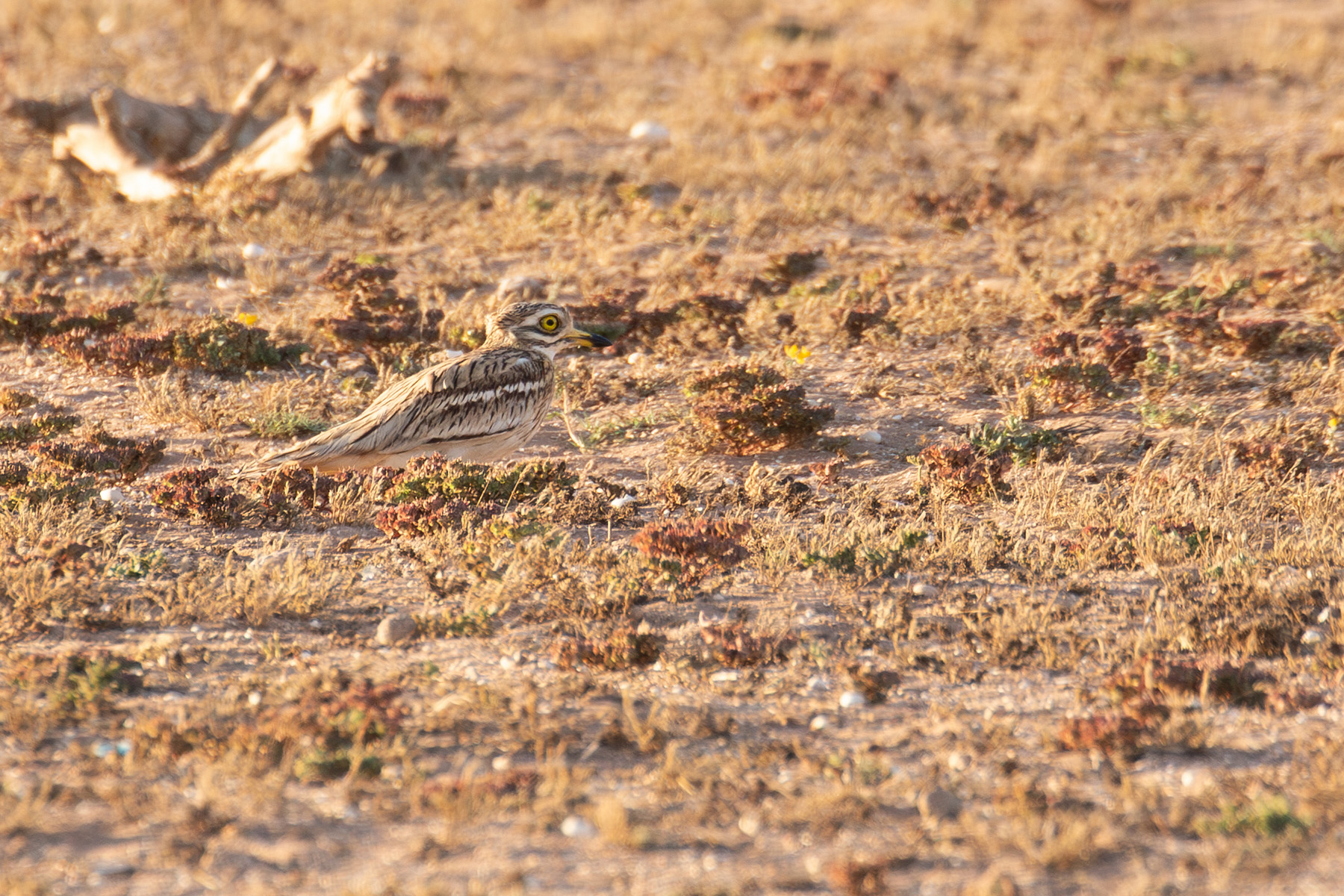 Eurasian Stone-curlew (image by Diedert Koppenol)
