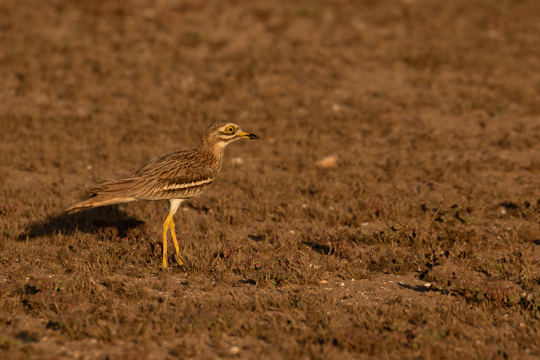 Eurasian Stone-curlew (image by Diedert Koppenol)