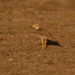 Eurasian Stone-curlew (image by Diedert Koppenol)