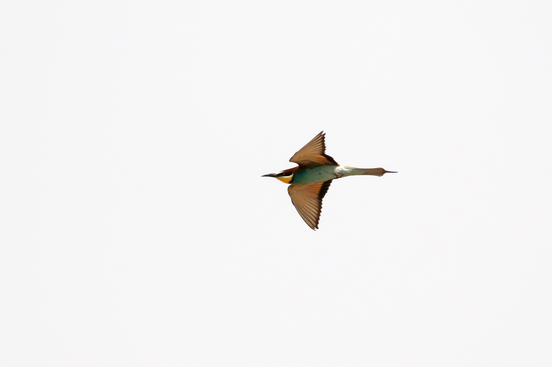 European Bee-eater (image by Diedert Koppenol)