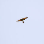European Bee-eater (image by Diedert Koppenol)