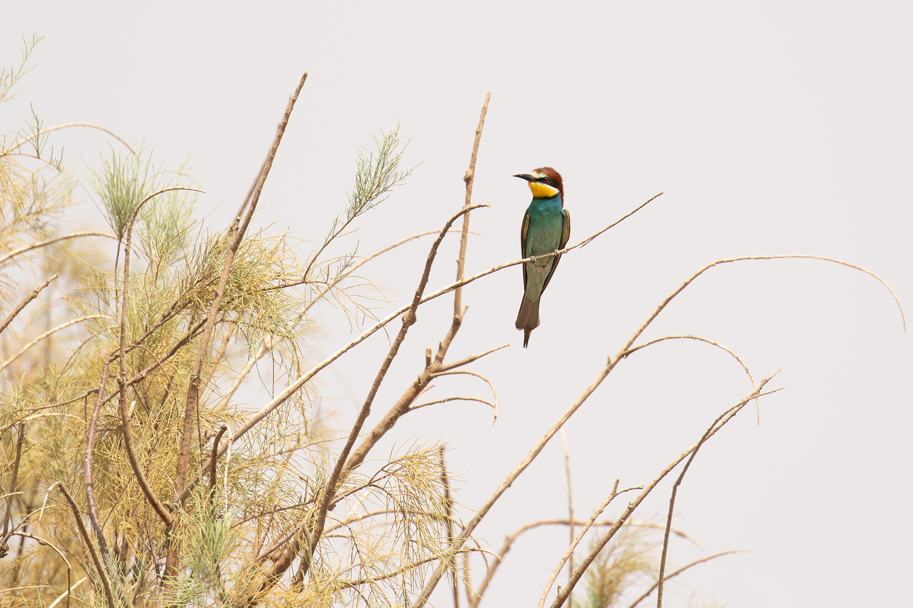 European Bee-eater (image by Diedert Koppenol)