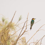 European Bee-eater (image by Diedert Koppenol)