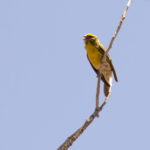 European Serin (Image by Diedert Koppenol)