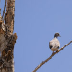 European Turtle Dove (image by Diedert Koppenol)