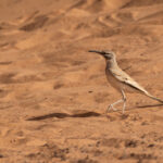 Greater Hoopoe-Lark (image by Diedert Koppenol