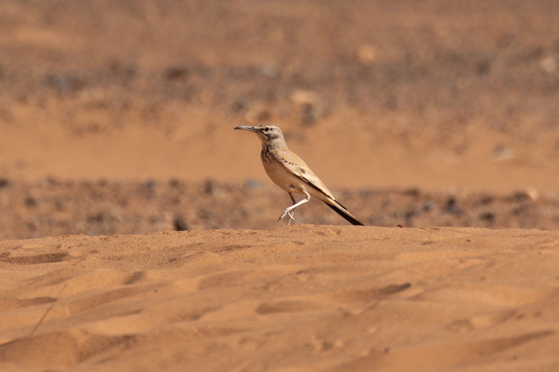 Greater Hoopoe-Lark (image by Diedert Koppenol