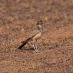 Greater Hoopoe-Lark (image by Diedert Koppenol