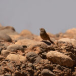 House Bunting (image by Diedert Koppenol)