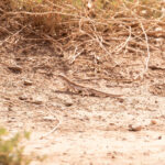 Lizard sp (image by Diedert Koppenol)