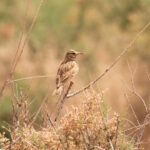Maghreb Lark (image by Diedert Koppenol)
