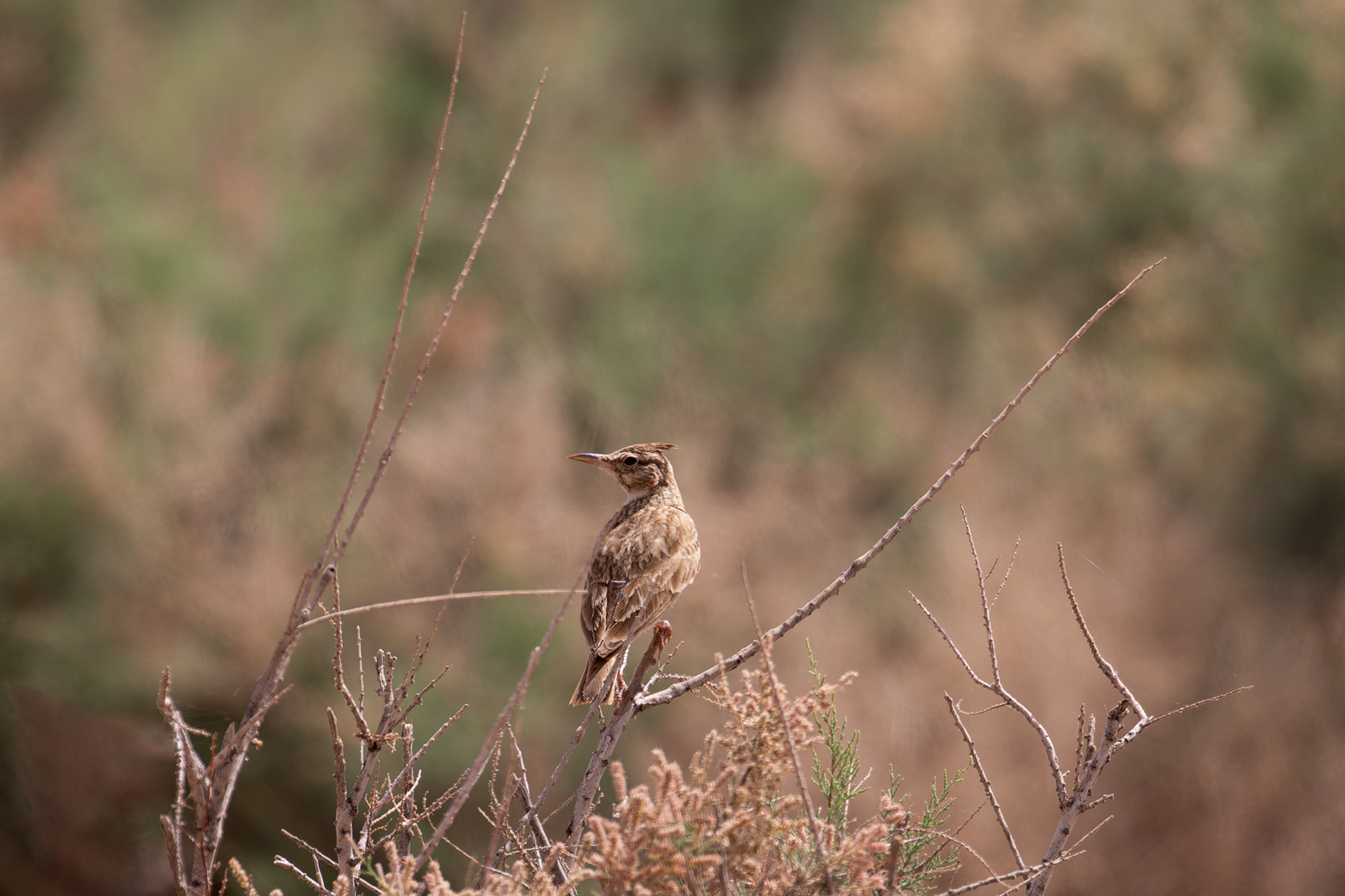 Maghreb Lark (image by Diedert Koppenol)