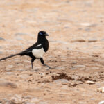 Maghreb Magpie (image by Diedert Koppenol)