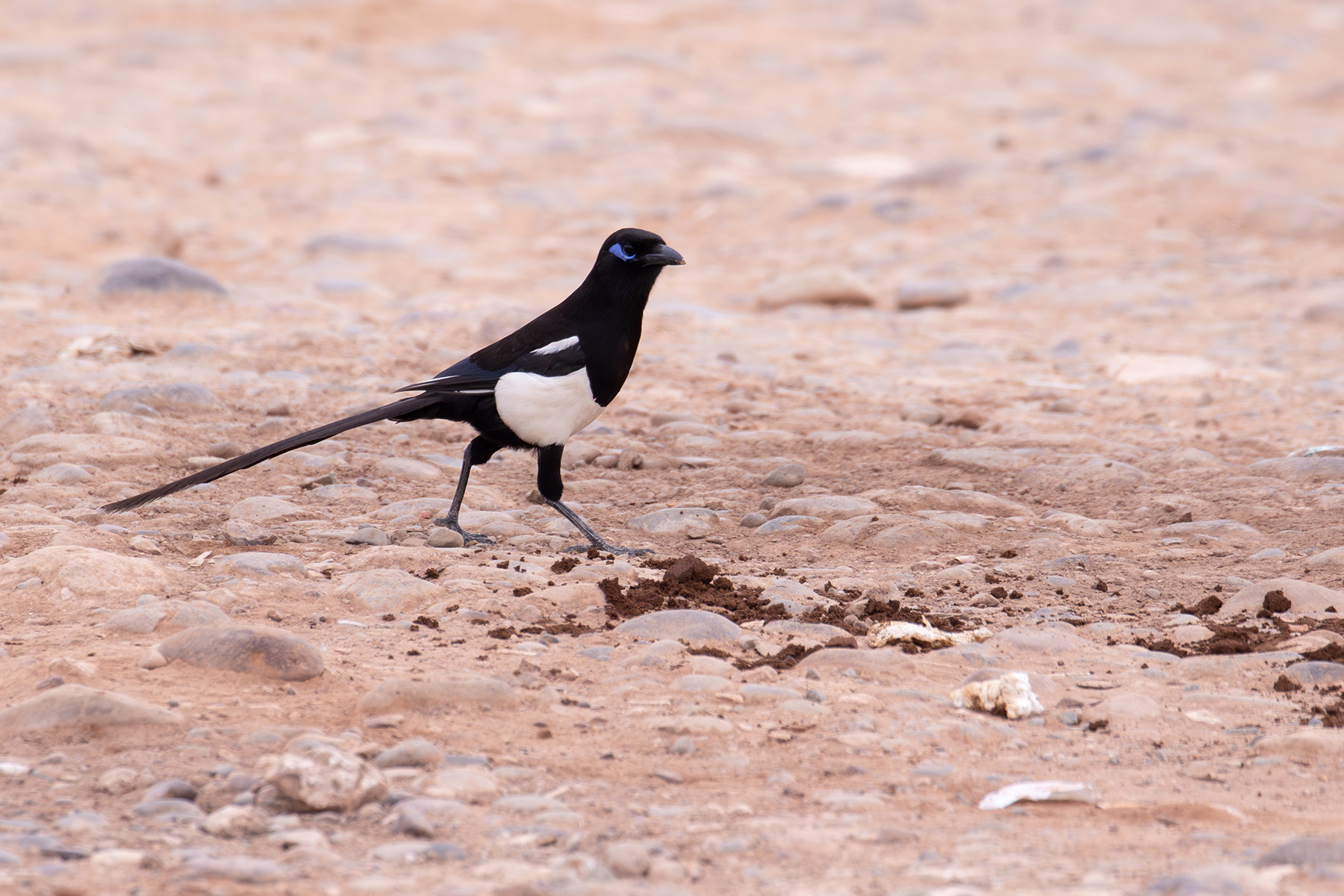 Maghreb Magpie (image by Diedert Koppenol)