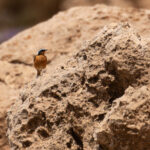 Moussier's Redstart (image by Diedert Koppenol)