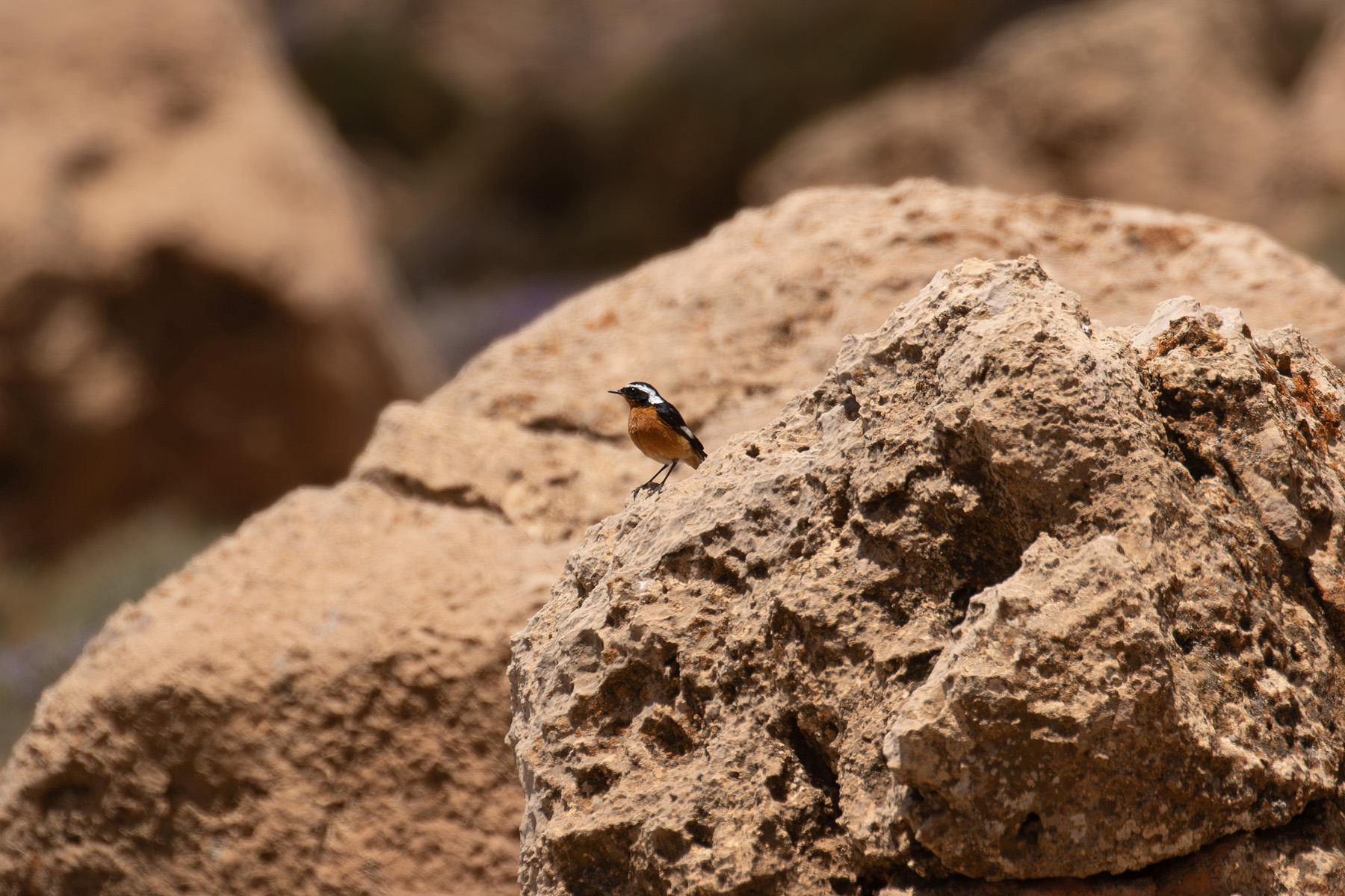 Moussier's Redstart (image by Diedert Koppenol)