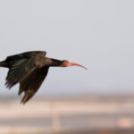 Northern Bald Ibis (image by Diedert Koppenol)