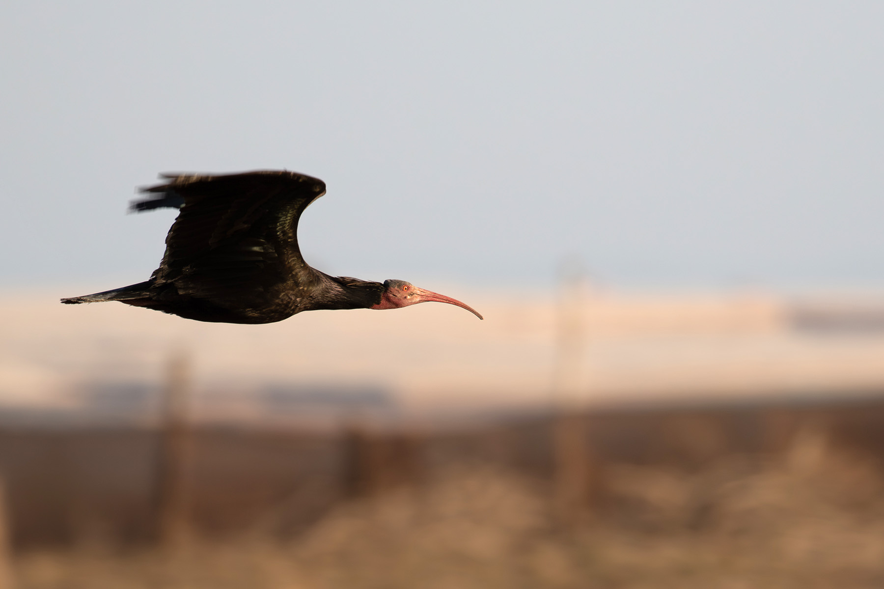 Northern Bald Ibis (image by Diedert Koppenol)