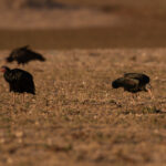 Northern Bald Ibises (image by Diedert Koppenol)