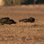 Northern Bald Ibises (image by Diedert Koppenol)