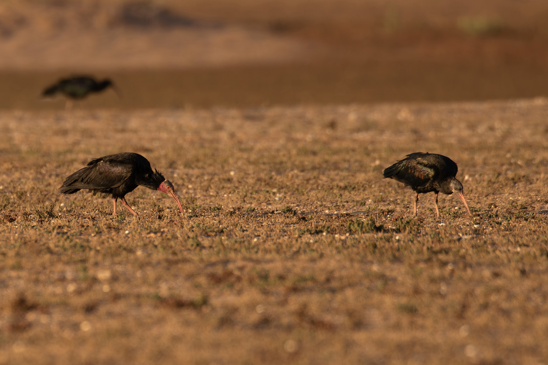 Northern Bald Ibises (image by Diedert Koppenol)