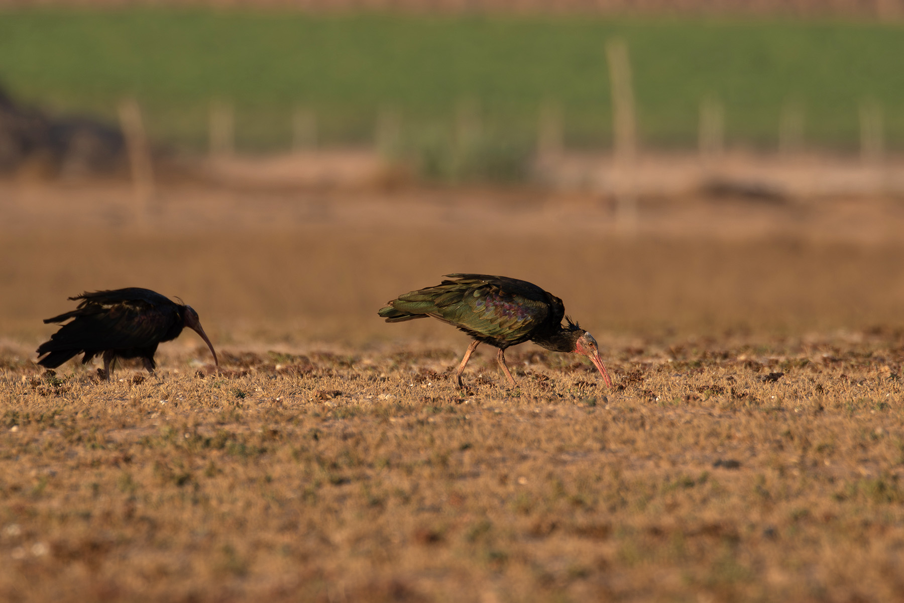 Northern Bald Ibises (image by Diedert Koppenol)